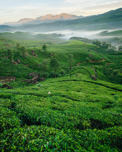 Kerala