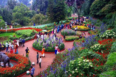 Wilderness & Hills Package: Ooty, Wayanad & Mysore